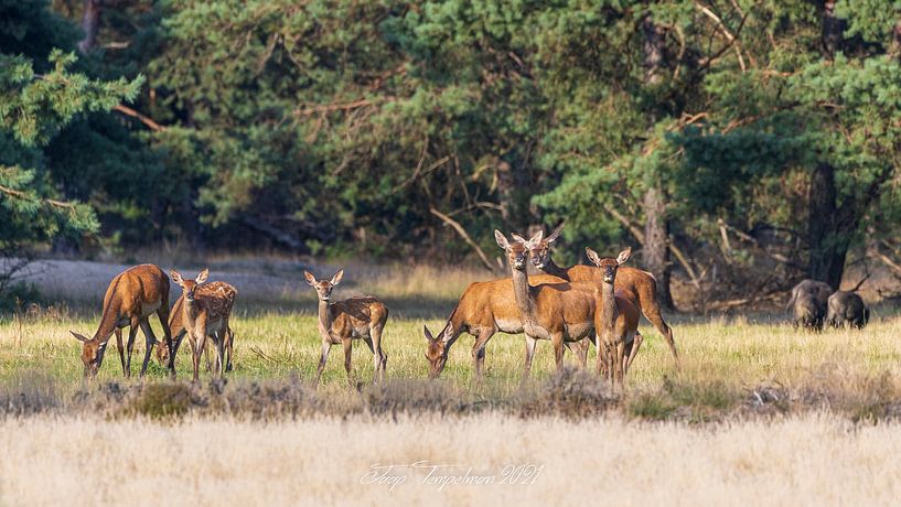 Meute par Jaap Tempelman