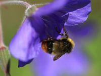 Schöne Biene auf Blume