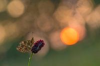 Silver Moon at sunrise