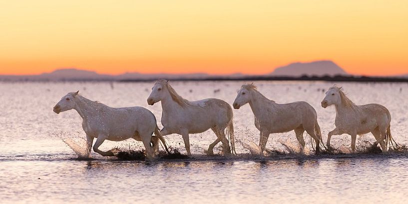 horses in the morning light walking through the water by Kris Hermans