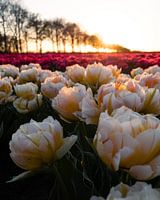 Tulipes néerlandaises au coucher du soleil