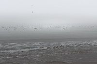 Meeuwen dobberen op zee