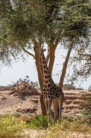 Giraffe in een droge Namibische rivier, Afrika