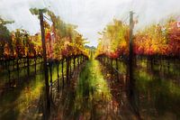 Herbstliche Farbenpracht im Weinberg