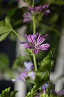 Malva sylvestris