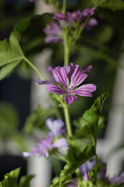 Malva sylvestris von Tim Zentgraf
