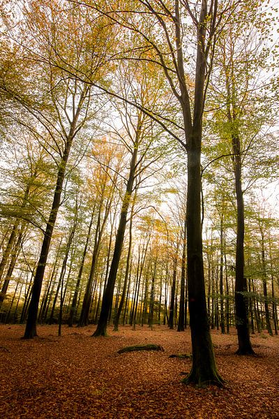Wald von Klaas Vandekerckhove