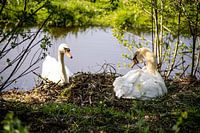 Couple de cygnes au nid