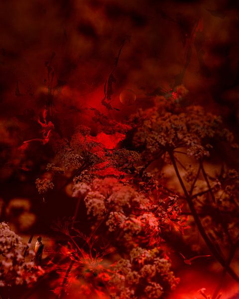 SEGELN AUF DEM ROTEN TEPPICH von Ted van den Aarssen