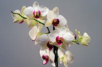 Orchidee