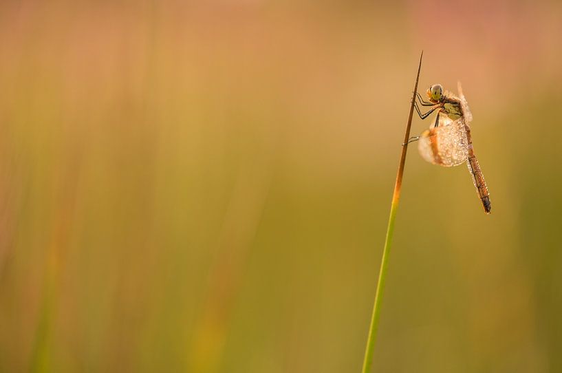 Ringed dragonfly hanging from a blade by Moetwil en van Dijk - Fotografie