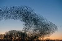 Zwerm spreeuwen (Sturnus vulgaris)