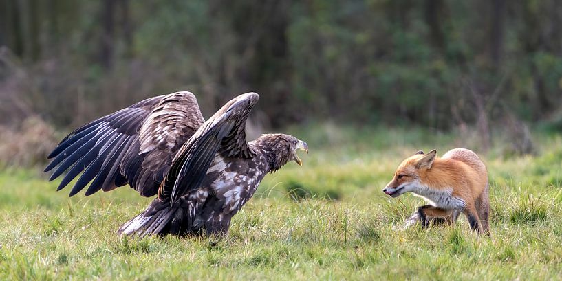 Le renard réinauguré par Bob de Bruin