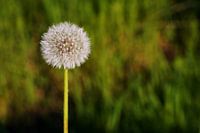 Dandelion on green background