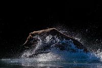 Chasse à l'ours brun en Alaska