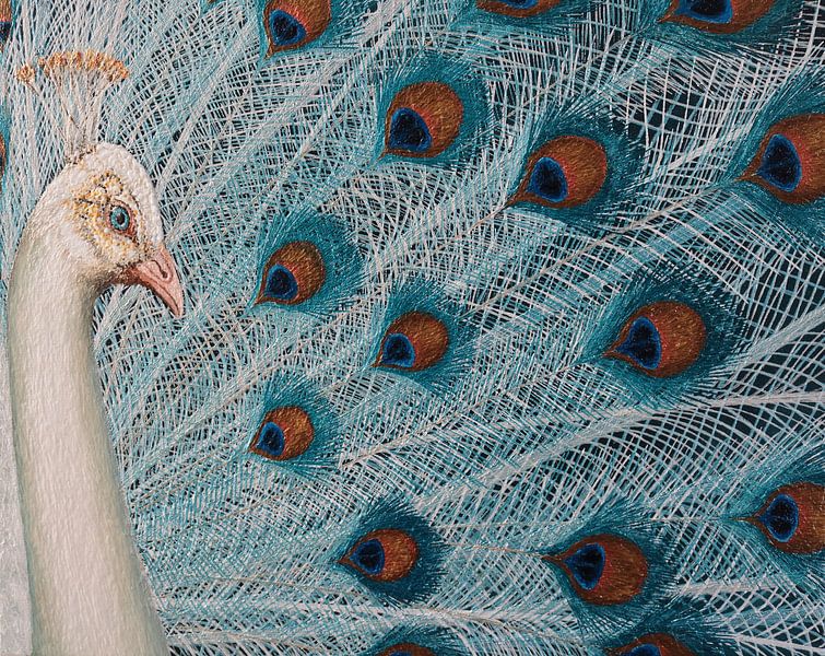 White peacock by Russell Hinckley