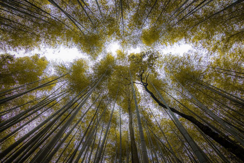The bamboo forest in Arashiyama (Kyoto). by Claudio Duarte