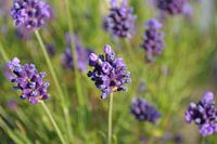 French Lavender