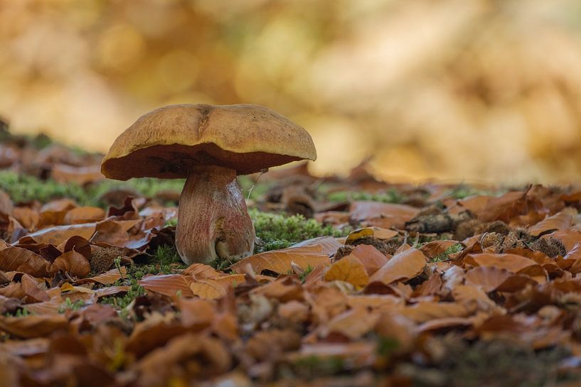 Pilz: Steinpilze wachsen zwischen Blättern von Moetwil en van Dijk - Fotografie