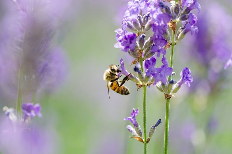 Biene unter dem Lavendel von Mark Bolijn