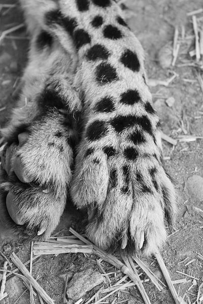 Close up cheetah legs with claws black and white by Bobsphotography