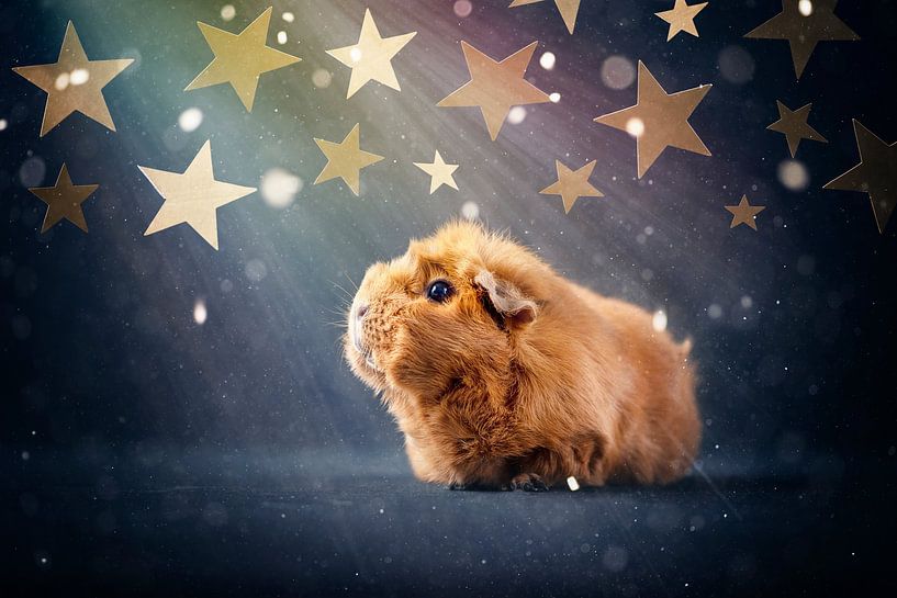 Les stars des cochons d'Inde par Marloes van Antwerpen