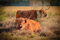 Schottische Highlander im niederländischen Wald