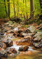 Scène d'automne dans les bois de Spa (Belgique)