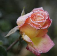 Die Rose