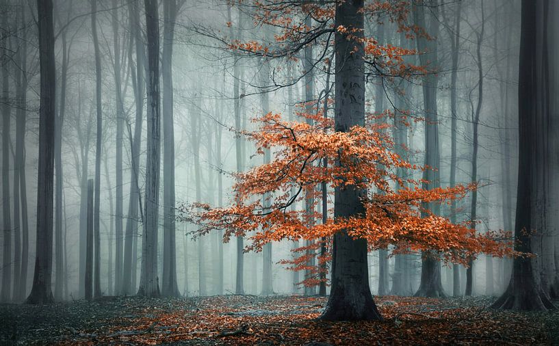 The autumn dress von Rob Visser