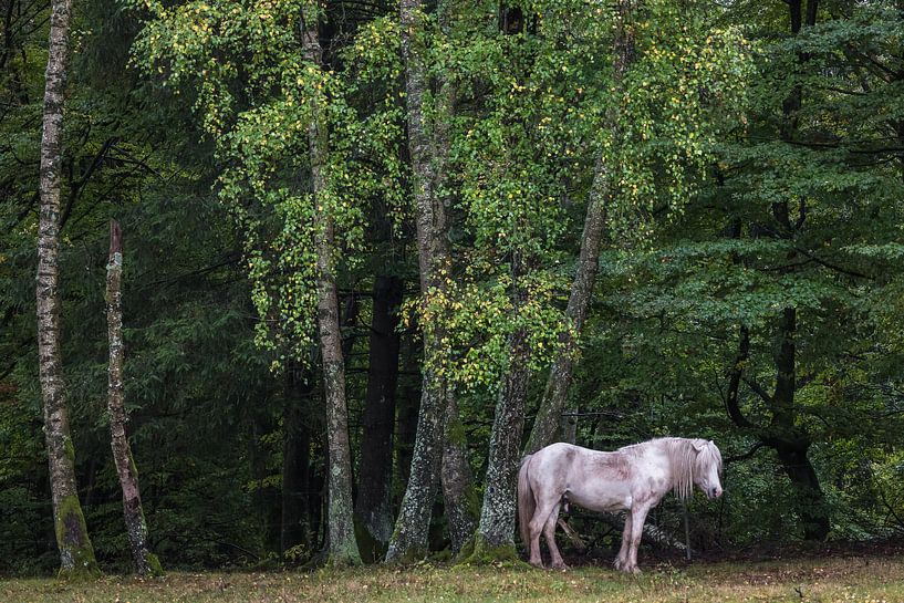 Horse at the edge of the forest by Jürgen Schmittdiel Photography