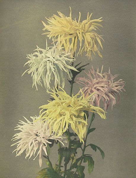 Nami-chi-dori, Ogawa Kazumasa von Meisterhafte Meister