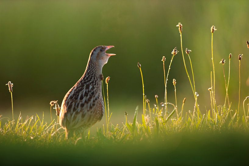 Caille des blés (Crex crex) par Beschermingswerk voor aan uw muur