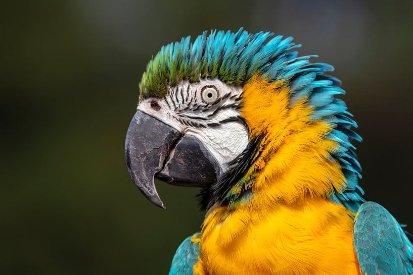 Blue-and-yellow macaw by Edwin Butter