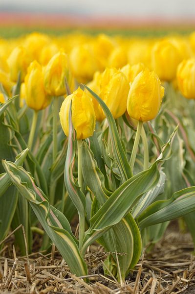 Gele bonte tulp, Bellona Design van Jeffry Clemens