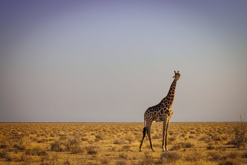Girafe dans la savane par Eddie Meijer