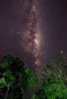 Galaxie im Dschungel