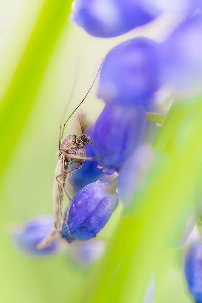 Moustique dansant sur un raisin bleu par MdeJong Fotografie