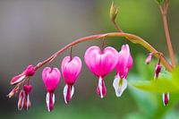 Liebe machen! Nicht Krieg.