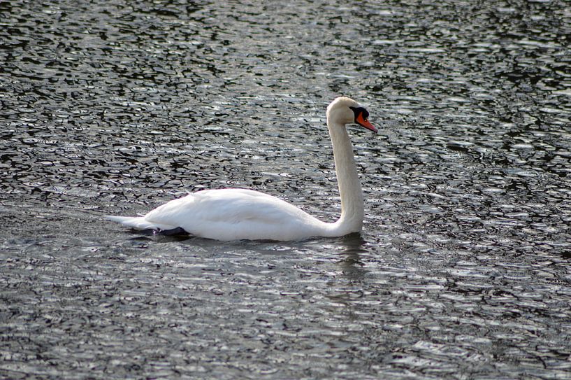 swan on the water by Joke te Grotenhuis