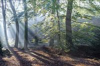 Lumière entre les arbres - Beetsterzwaag, Friesland
