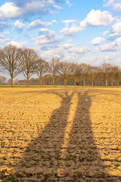 Länglicher Schatten der Bäume quer über das Feld in Farbe von Karin de Jonge