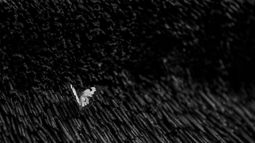 Butterfly Black/White by Awid Safaei