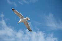 Flying seagull