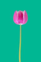 Die ikonische Tulpe 3.