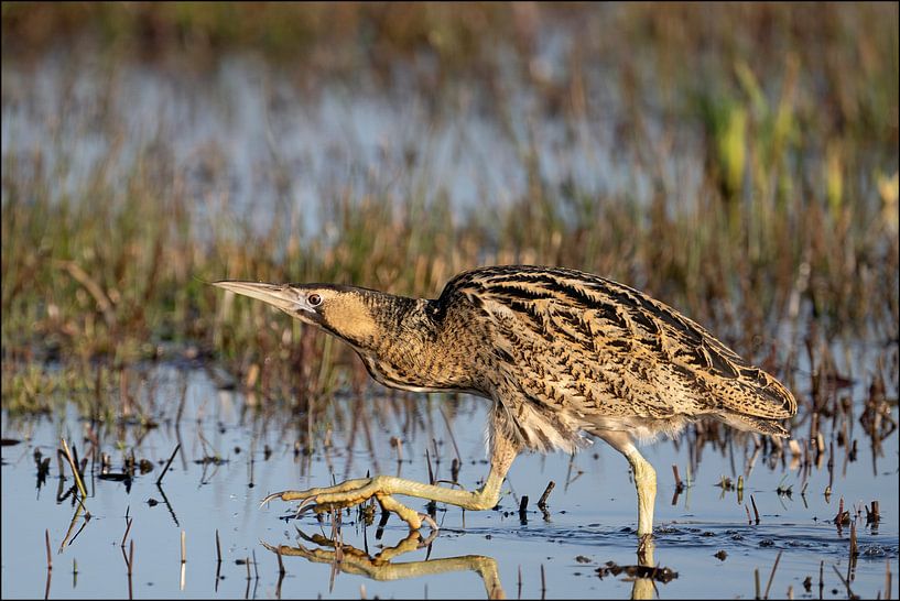Bittern by Henk van Dorp