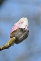 pink flower on tree