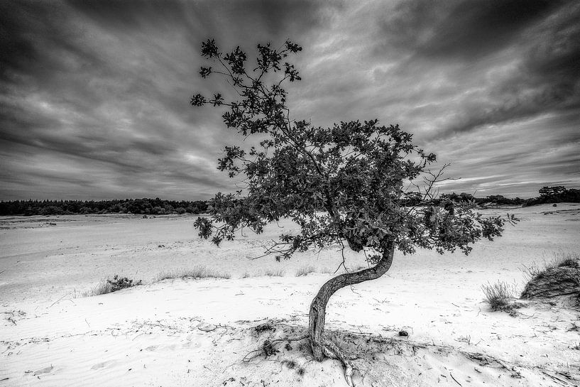 Baum auf Kootwijkerzand von nol ploegmakers