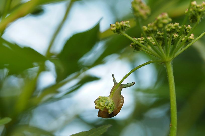 Escargot suspendu avec parasite par Astrid Brouwers