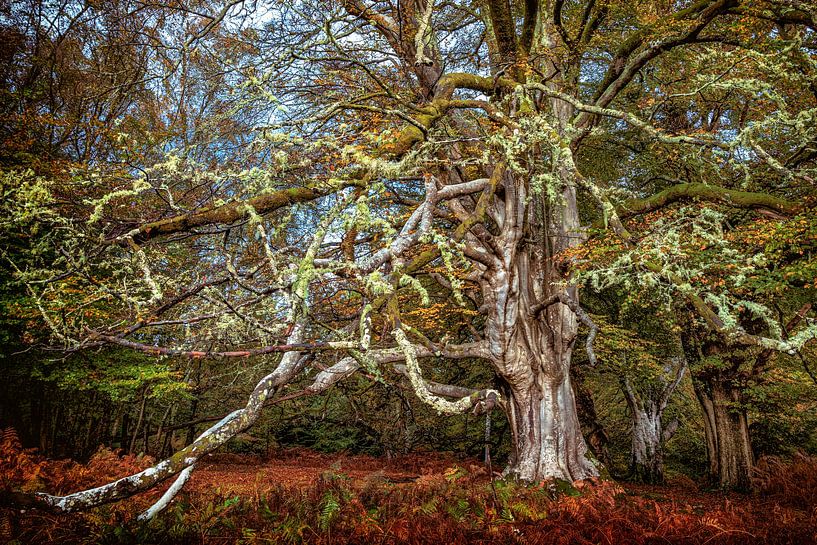 Decorated Branches by Lars van de Goor